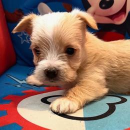 Bear - Gold and white male Shorkie puppy in Ocala, Florida from Yorkie  And Shih Tzu Love