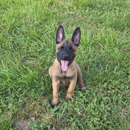 Tormund Giantsbane - Fawn male Belgian Malinois puppy in Fraziers Bottom, West Virginia from Loyal Hearts Farm / RK's Dobermans