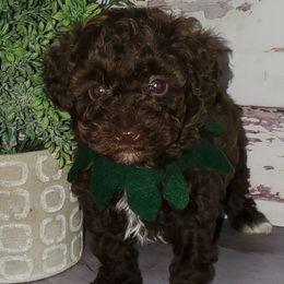 Poodles from PacificNWPups