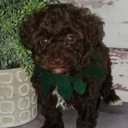 Poodles from PacificNWPups
