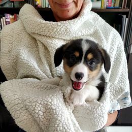 Pembroke Welsh Corgi Puppies from Patrick's Pembroke Welsh Corgis