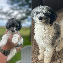 Bernedoodle and Cockapoo Puppies from Doodles of Joy