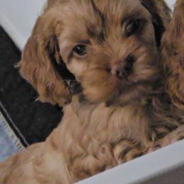 Susie, brown collar - Buff female Cocker Spaniel puppy in South Milwaukee, Wisconsin from South East Wisconsin cocker spaniels