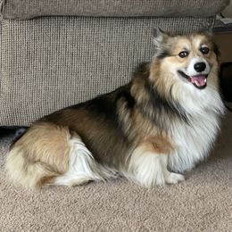 Lubbock - Pembroke Welsh Corgi