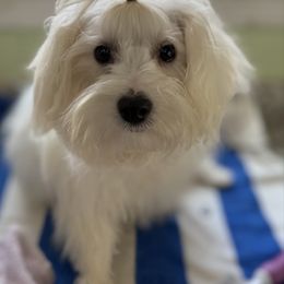 Geo - White male Maltipoo puppy in Colonial Beach, Virginia from BeachRidge Pups