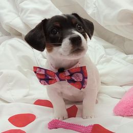 Russell Terrier Puppies from Frog Hollow Farm
