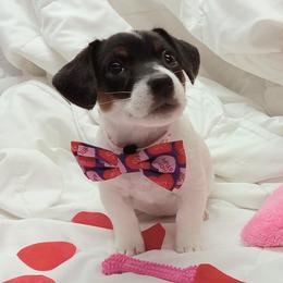 Russell Terrier Puppies from Frog Hollow Farm