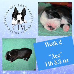 Ace - Black and white male Boston Terrier puppy in Jupiter, Florida from CJM Boston and Boxer Puppies