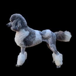 oreo - Poodle