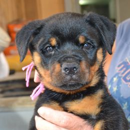 Girl 1 - female Rottweiler puppy in Dawson Springs, Kentucky from Lakeview Rottweilers