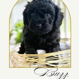 2nd pick boy - Black male Cavapoo puppy in Cannon County, Tennessee from Hilltop Doodles and Poodles