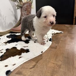 Callie - White and blue female Border Collie puppy in Washburn, Missouri from BS Farms