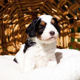 Boo - Tri-color male Bernedoodle puppy in Glendale, Arizona from Arizona Bernedoodles