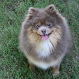 Gemma - Lavender female Pomeranian puppy in Bogata, Texas from Kerrie’s Pomeranian