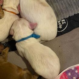 Blue - Dapple male Dachshund puppy in Jacksonville, Florida from Little Lords & Ladies Dachshunds