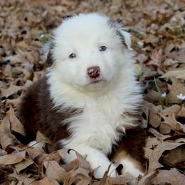 Cinnamonroll-1000 - Red tri-color male Australian Shepherd puppy in Star City, Arkansas from Blush & Lace Aussie Co.