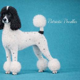 Tommy Kay - Poodle