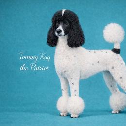 Tommy Kay - Poodle
