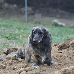 Scar - Dachshund