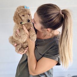 Bernedoodle, Goldendoodle, and Poodle Puppies from Central Valley Canine Companions