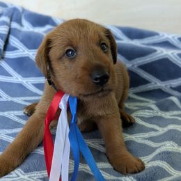 Black Boy - Red wheaten male Irish Terrier puppy in Spring Valley, Minnesota from Back Country Terriers