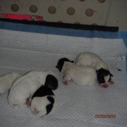 Jack Russell Terrier Puppies from Laura Harakaly