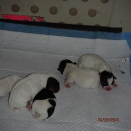 Jack Russell Terrier Puppies from Laura Harakaly