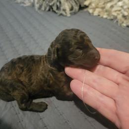 Honey - Brown female Poodle puppy in Arkansas from Harper's Pups