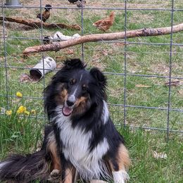 Kilo - Shetland Sheepdog