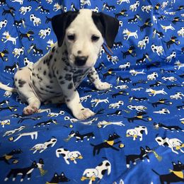 Opal(LUA)- Orange - White and black female Dalmatian puppy in Claremore, Oklahoma from Lotsofdots Dalmatians