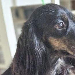 Sahara - Dachshund