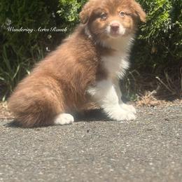 Syrup - Red tri-color male Australian Shepherd puppy in Chehalis, Washington from Wandering Acres Ranch