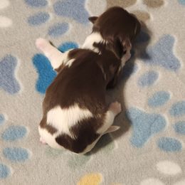 Diana - Chocolate female Havanese puppy in Hall County, Texas from Coyle Havanese Babies