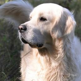 Snowflake - Golden Retriever