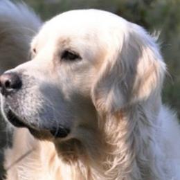 Snowflake - Golden Retriever