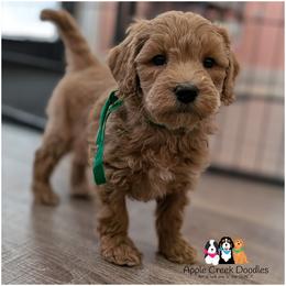 Hamlet - - Apricot male Goldendoodle puppy in Jeddo, Michigan from Apple Creek Doodles