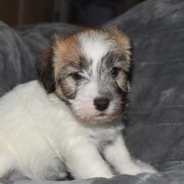 Paige Girl 2 - White and tan female Russell Terrier puppy in Middletown, Virginia from DBF Russell Terriers