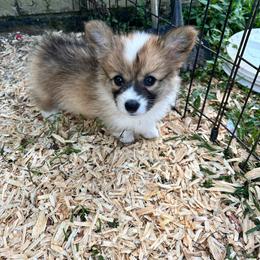 Purple collar girl - Sable female Pembroke Welsh Corgi puppy in Flat Rock, Alabama from Fluffy Butt Acres