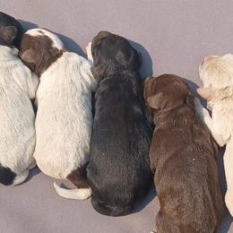 Miniature Schnauzers, Poodles, and Schnoodles from Rose Brook Family Farms