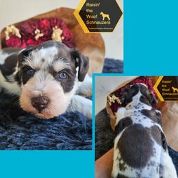 Miniature Schnauzer puppies from Raisin' the Woof Schnauzers