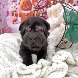 Barkley - Black male Chinese Shar-Pei puppy in Hugo, Oklahoma from Mini hippo land