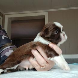 Charles - Liver and white male Shih Tzu puppy in Brodnax, Virginia from Kbsshihtzus