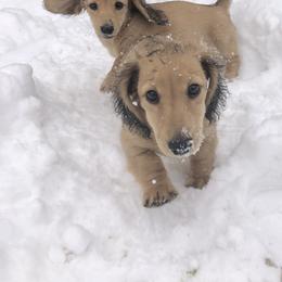 Dachshund Puppies from Billboard Doxies