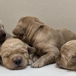 Boy 3 - male Goldendoodle puppy in Milford, Michigan from Servant Kennel
