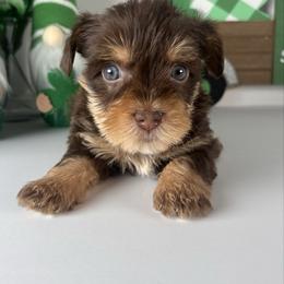 Chocolate boy - Chocolate and tan male Yorkshire Terrier puppy in Gainesville, Georgia from Country Dog Kennels.