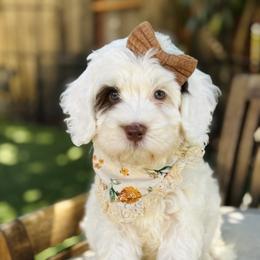 Dove - Chalk female Australian Labradoodle puppy in Morgan Hill, California from Loving Labradoodles