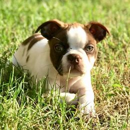 Boston Terrier Puppies from Normandy Boston Terriers