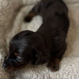Thorgy Thore - Dapple male Dachshund puppy in Florence County, South Carolina from Modern Family Standards