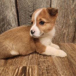 Joseph-Red - Pembroke Welsh Corgi puppy from Holly Ridge Aussies, Aussiedoodles & Corgis