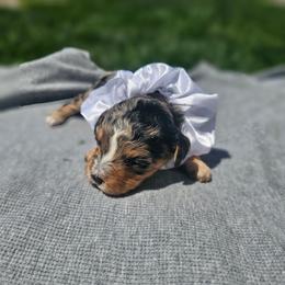 Indie - Merle female Cavapoo puppy in Decatur, Illinois from Petite Pups